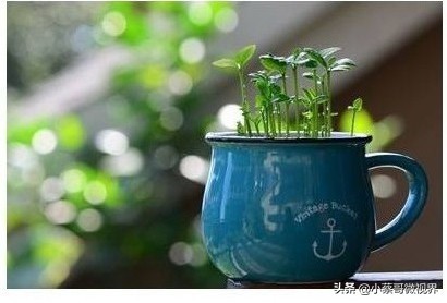 吃完的水果不要扔试试在家就能种,吃完的水果种子