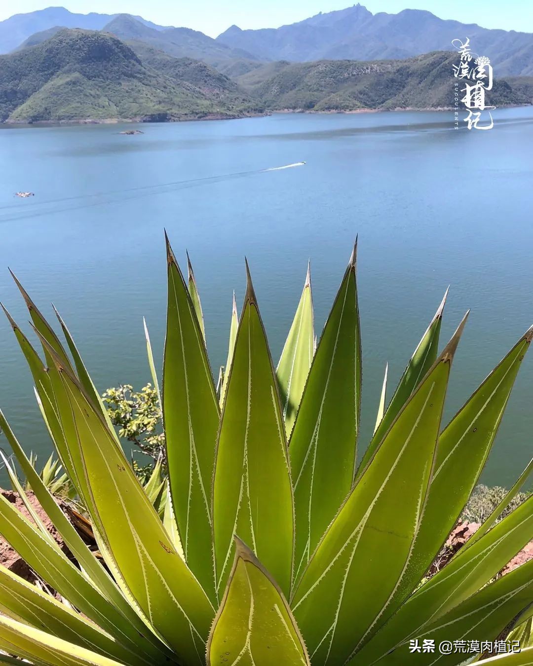 极品龙舌兰,精品龙舌兰欣赏