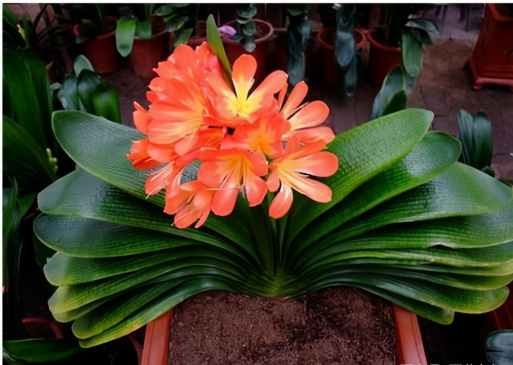 养君子兰记住5个小口诀,君子兰有六项注意事项