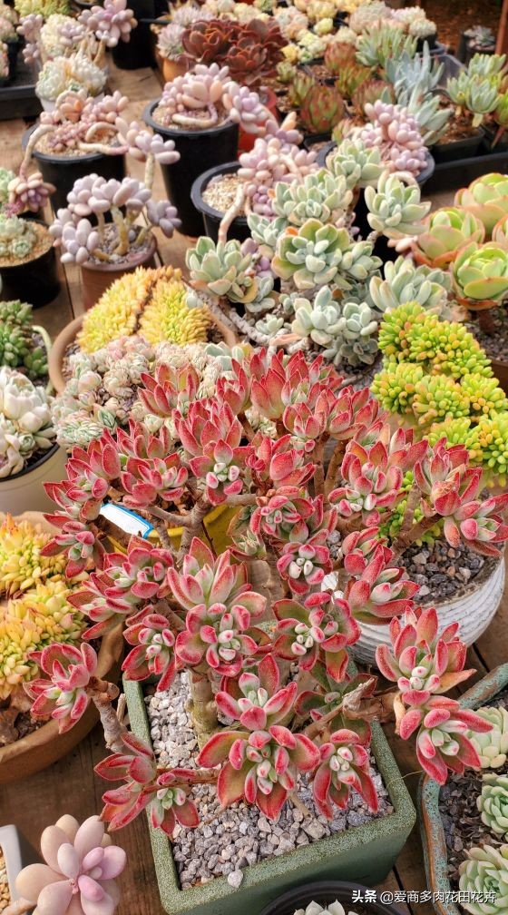 澶氳倝绉嶆鍒涗笟鍚堜綔,澶氳倝绉嶆鍒涗笟椤圭洰