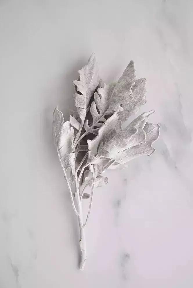 8种能做干花的鲜花，男朋友送的花就这么做