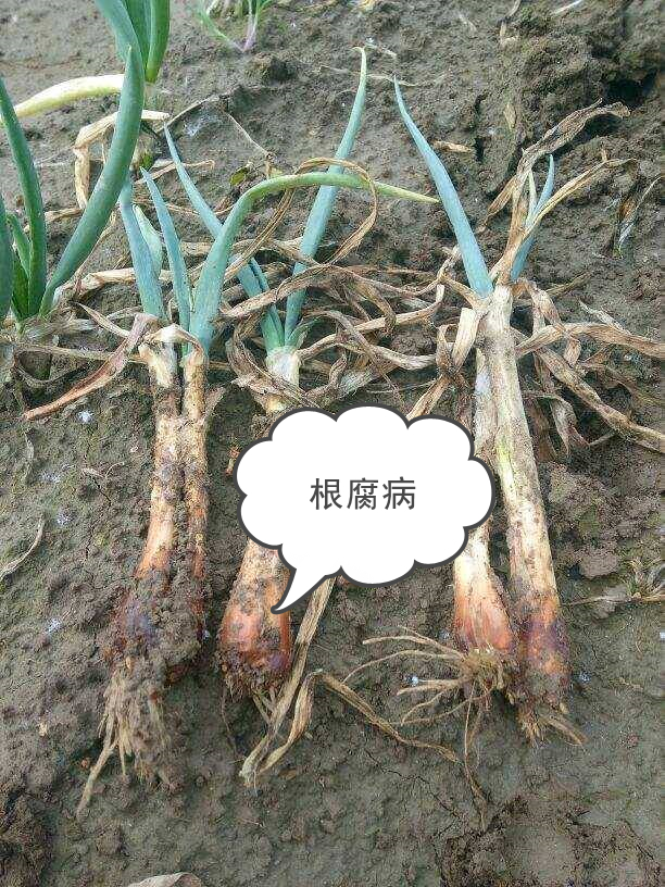 葱的病害及防治,葱根生虫怎么防治