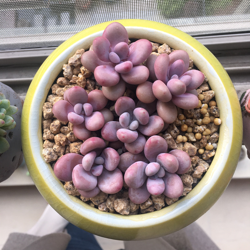 多肉晒太阳后变软还有黑斑咋回事,多肉法师夏天叶子有黑斑然后掉落