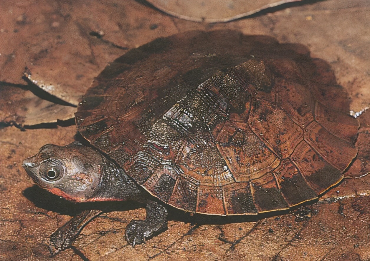 龟类大百科,大眼睛龟类