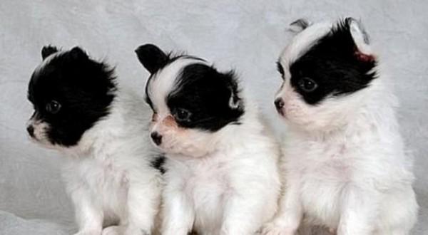 45种常见狗狗认几种主人,45种常见狗狗拉布拉多图片