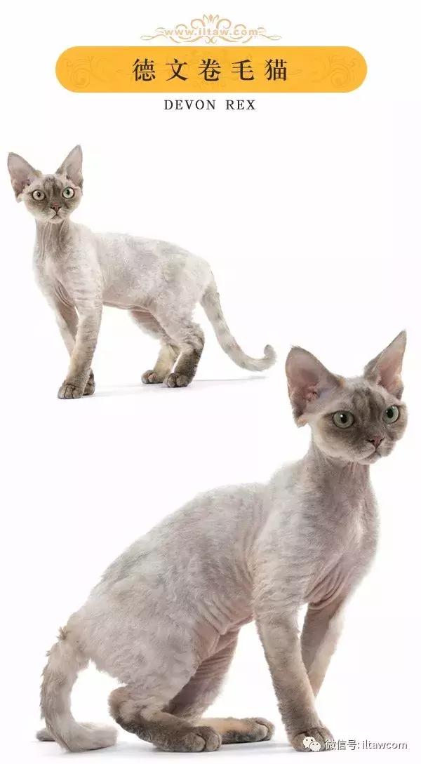 搜猫咪各种图片,世界猫咪图录