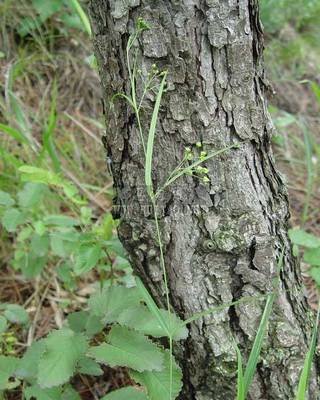 牙疼最好的办法一招教你,牙疼用什么方法快速止疼最有效