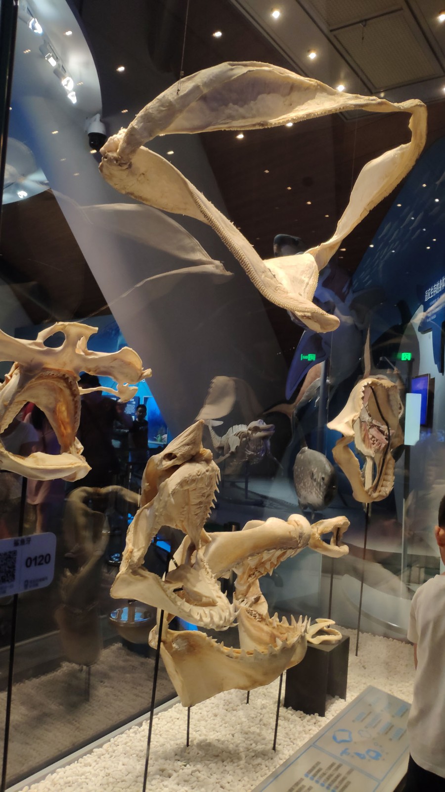 海洋博物馆带孩子游玩攻略,国家海洋博物馆最全攻略来了