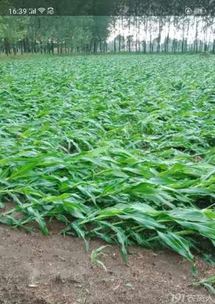 玉米花生种植高产技术,玉米高产高效种植技术