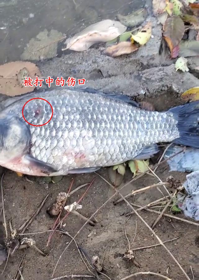 普通河里弹弓打鱼是不是违法,在什么情况下弹弓打鱼违法