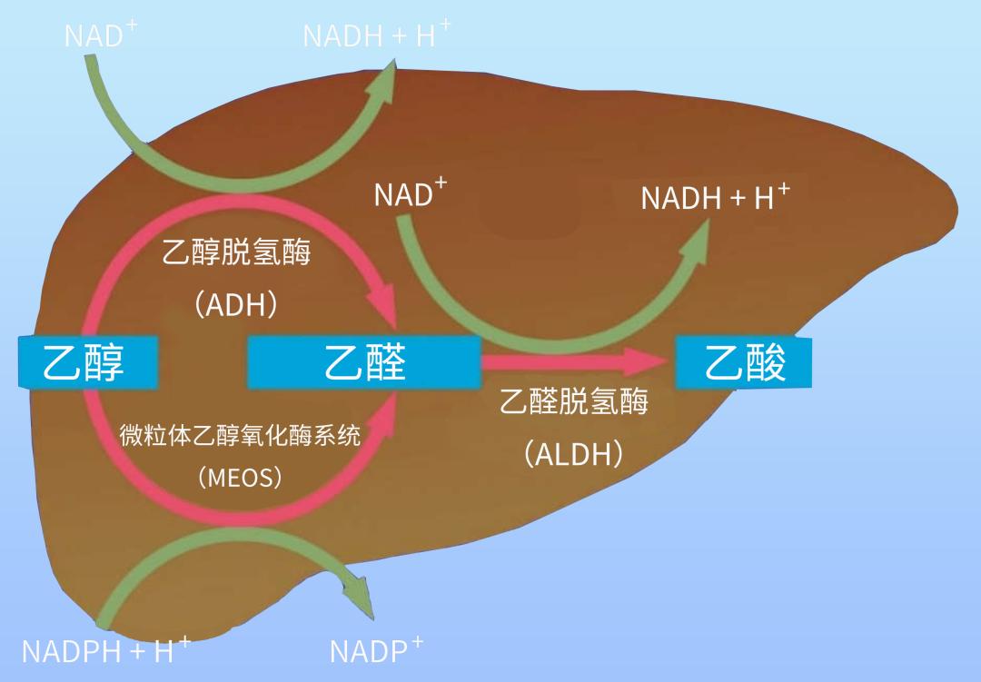 喝酒才是避免醉酒的最好办法,防止醉酒最快最有效的方法