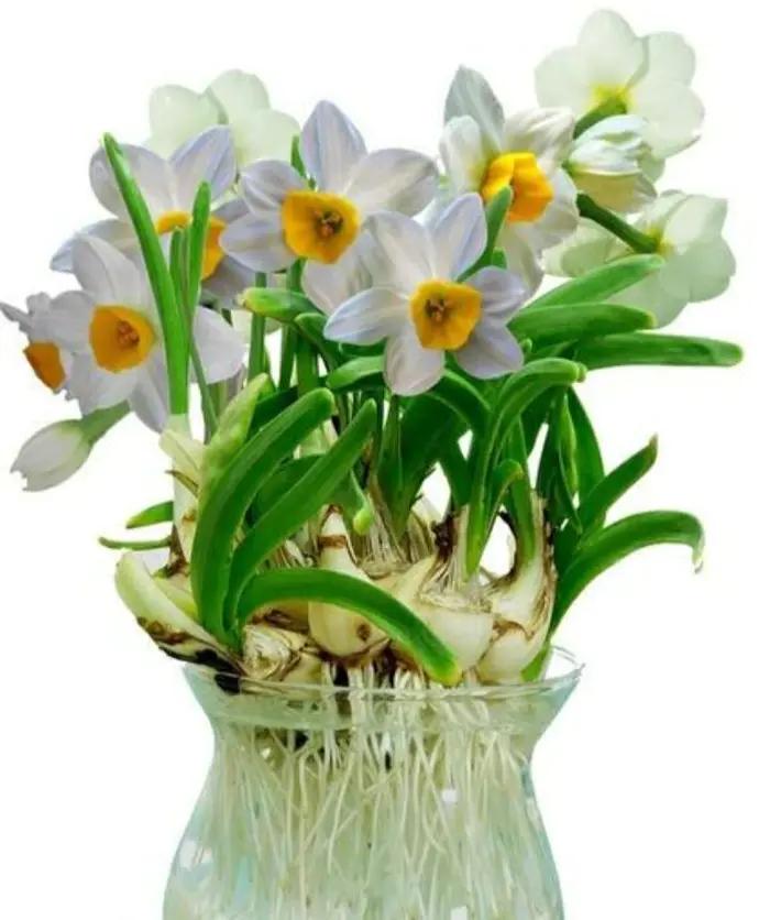 如何让水仙婀娜多姿,花香四溢