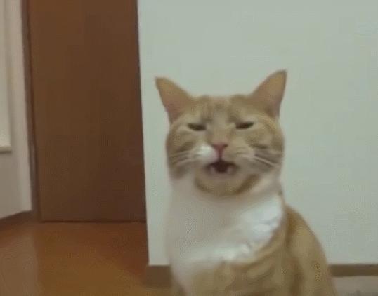 猫咪舔了体外驱虫药痛苦表情,猫咪舔自己屁股被臭到表情包