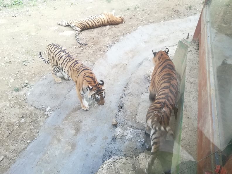 洛阳栾川竹海野生动物园值得去吗,洛阳栾川竹海野生动物园都有什么