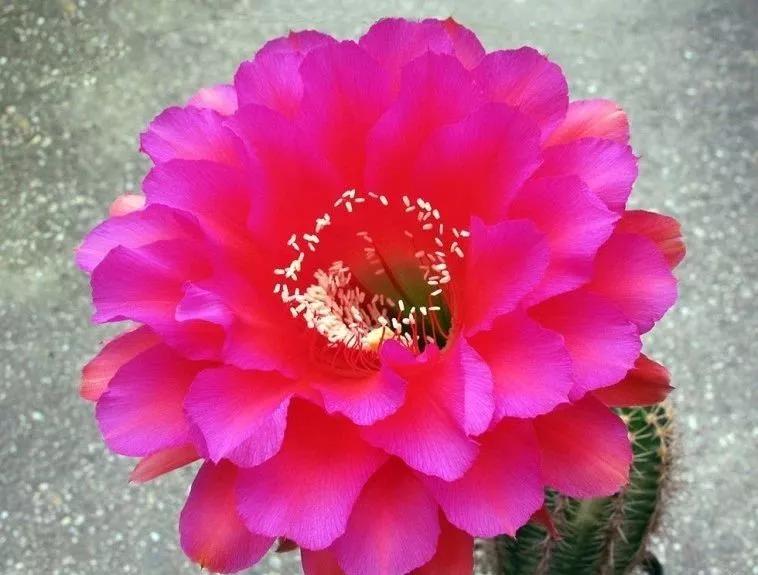 100种仙人球花图片,100种仙人球的品种视频