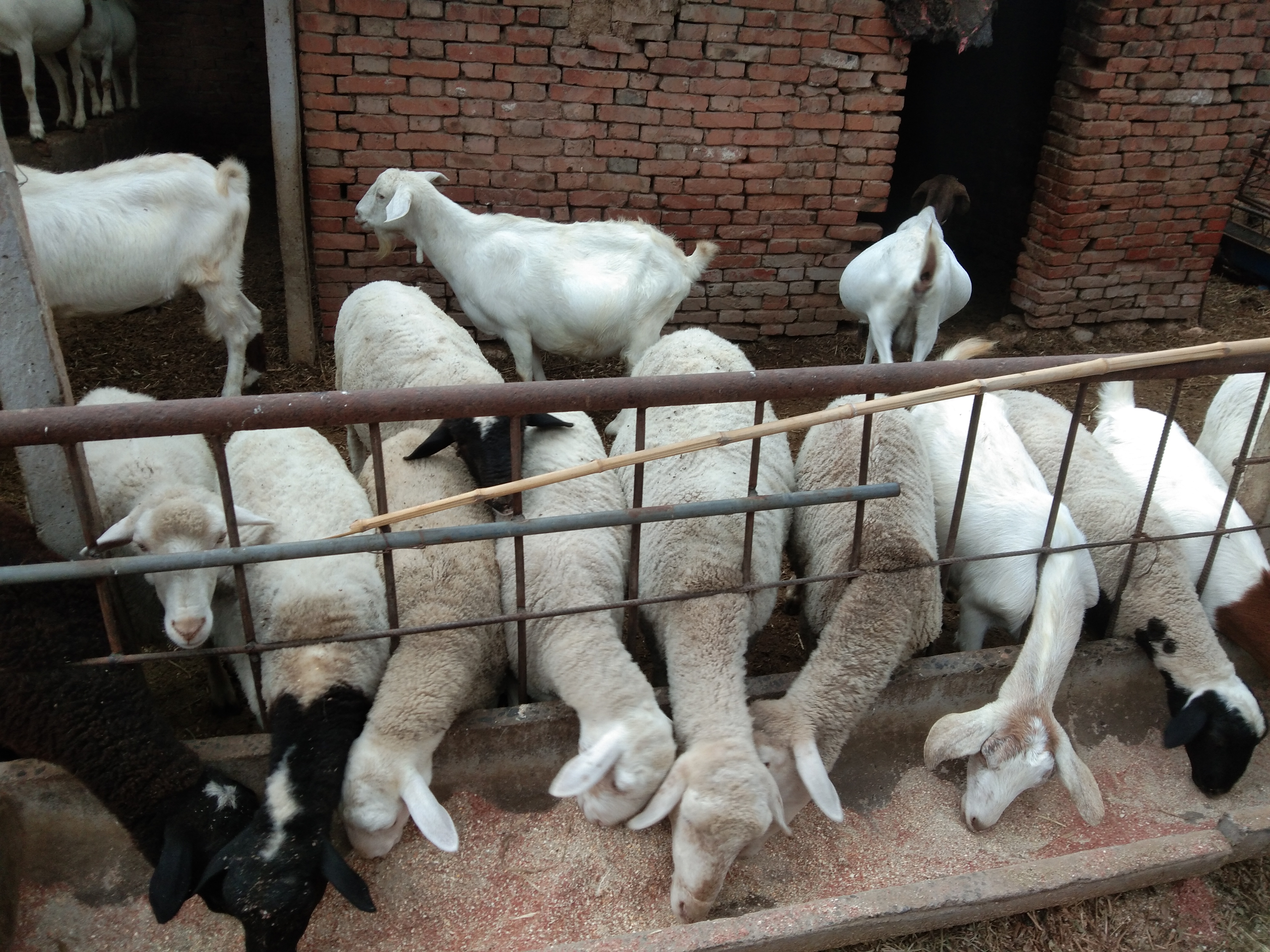 养羊到底是选哪个羊好一点,养羊品种纯不纯重要吗