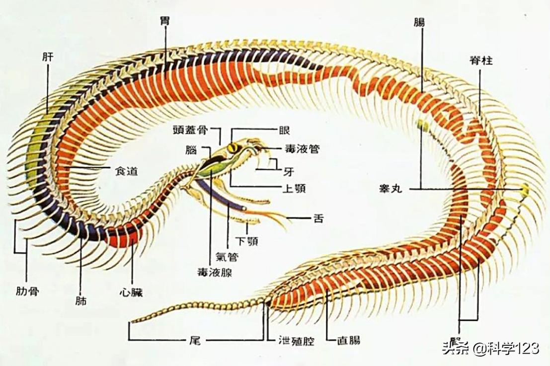 蛇进家里还偷吃鸡蛋也不能打吗,为什么家里跑进蛇不能打