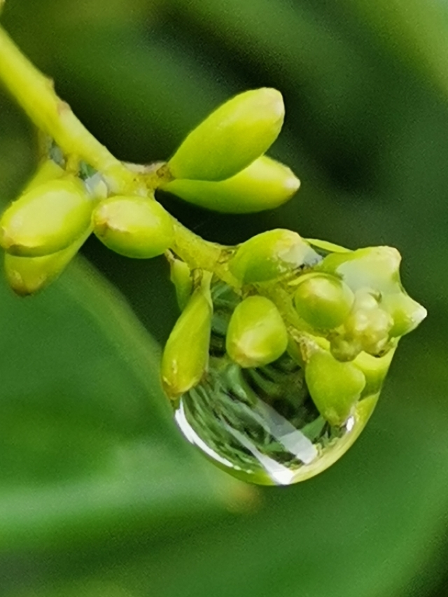 善为国者不欺其民的意思,善为国者必先治其身的理解