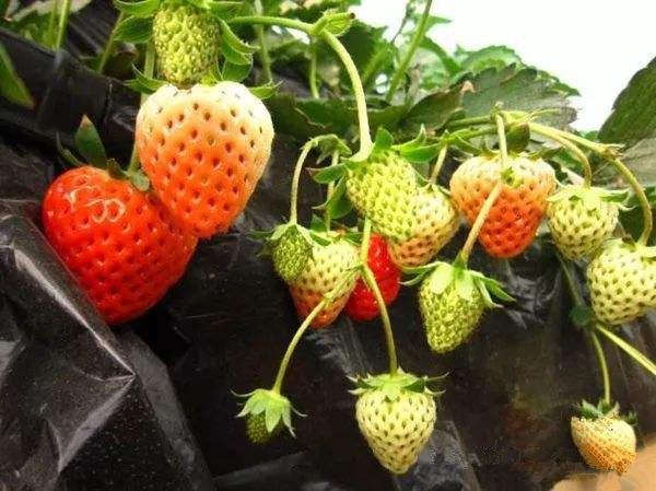 草莓烂果的原因和防治方法,草莓出现发黑变黄咋办