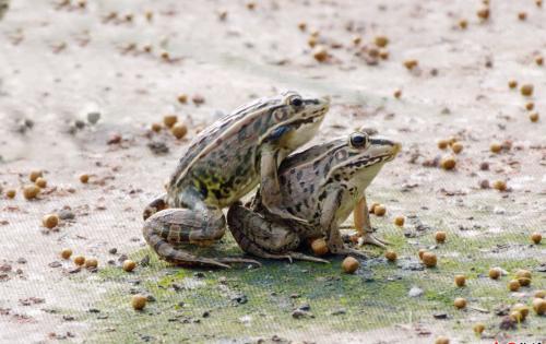 养殖青蛙一亩一年能出多少青蛙,青蛙养殖如何建场地青蛙才不会跑