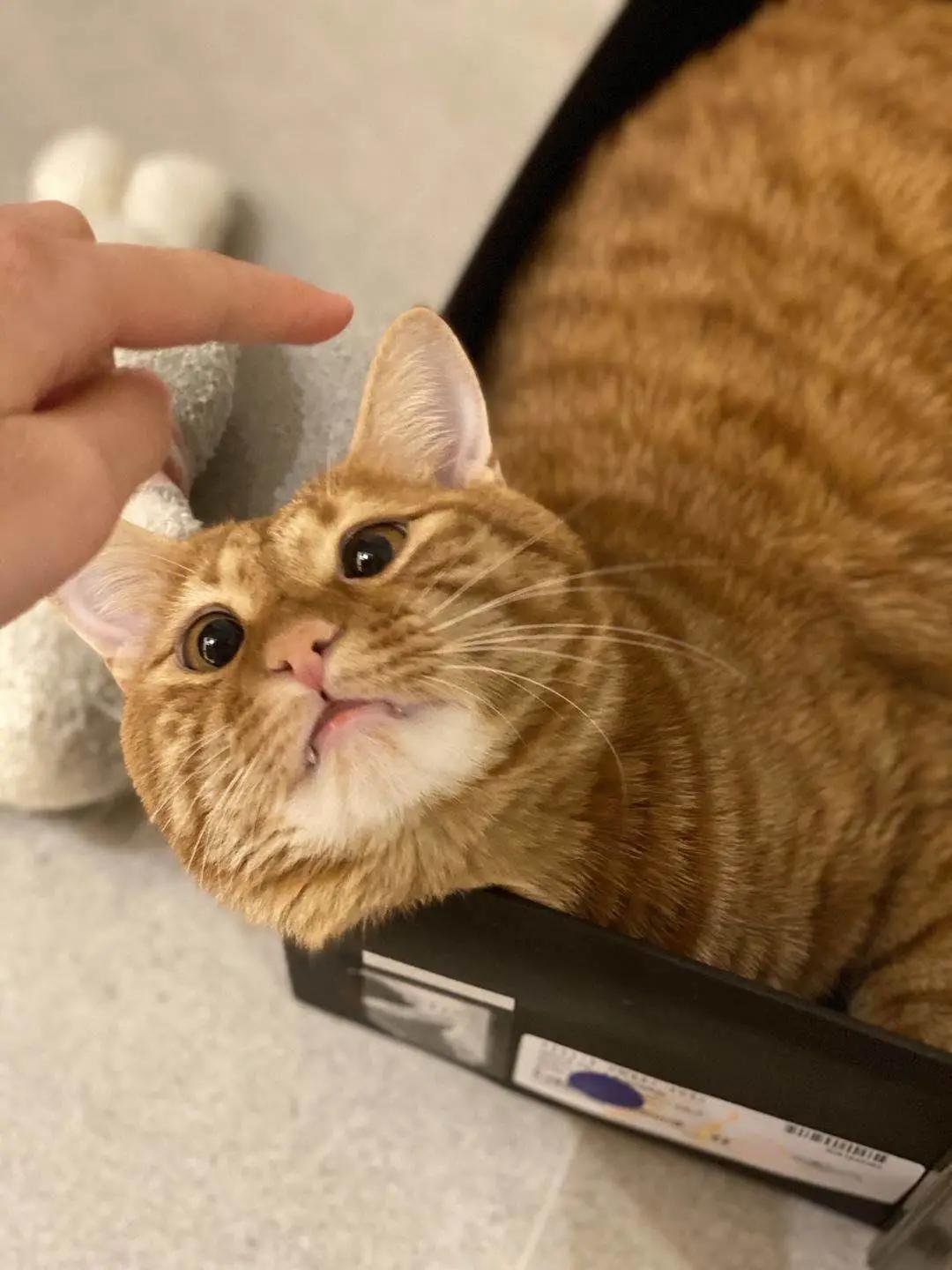 10年前捡回的猫变成的人,8年前从垃圾堆里捡的猫