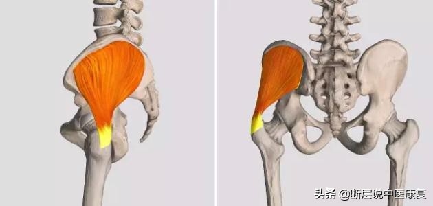 每日一肌臀中肌,每日一肌股四头肌