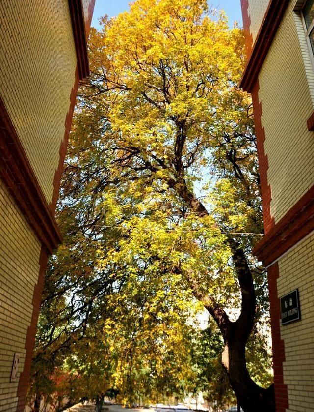 烟台历年高考前十名,烟台高考前十学校