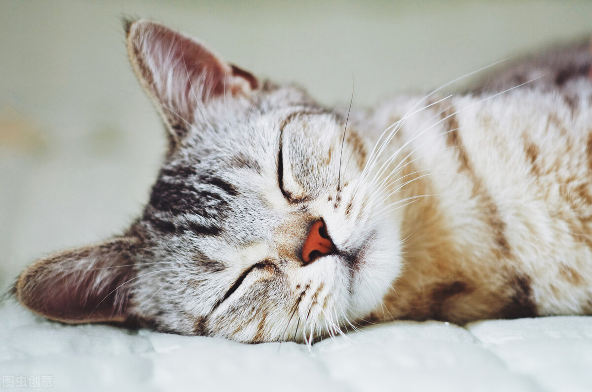 长期养猫会导致人的甲状腺问题吗,养猫吸入猫毛怎么处理啊