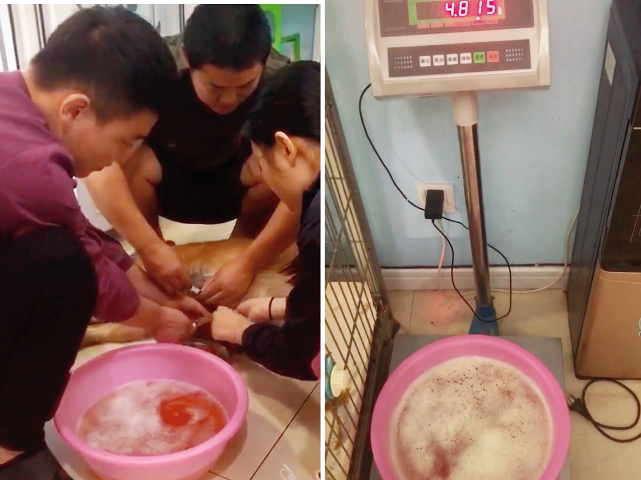 金毛大肚腹水后续,金毛腹水能活多久