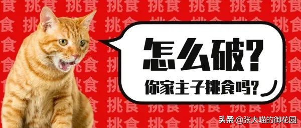 多猫家庭猫咪挑食该如何解决,猫咪挑食瘦怎么养胖