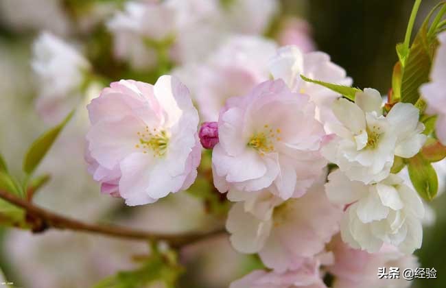 樱花树种植技术大全,樱花树的种植间距