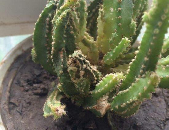 仙人掌嫁接蟹爪兰仙人掌蔫了,仙人掌全软了蔫了怎么办