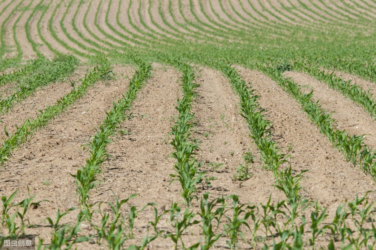 种植玉米起垄好还是平播好,玉米播浅了干旱怎么办