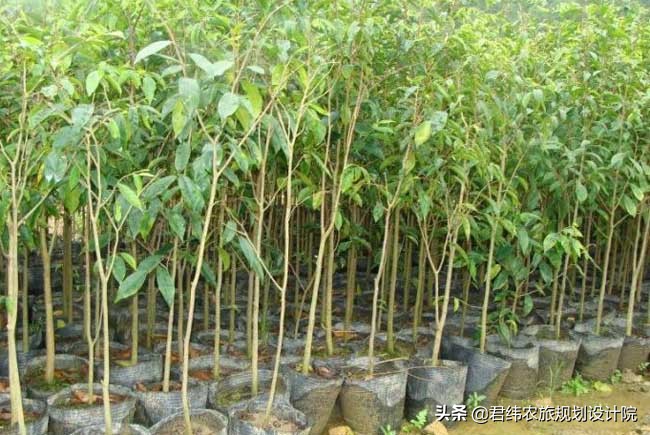 农业种植致富项目农民,农村人最好的致富项目