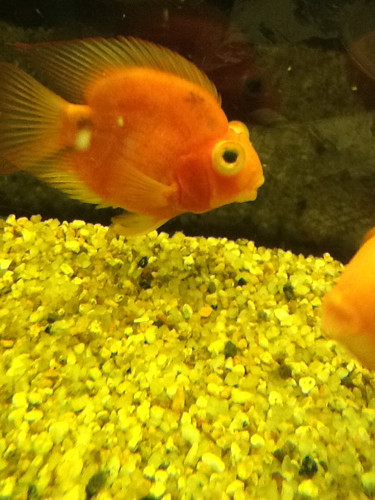 鹦鹉鱼眼凸是什么病的征兆,鹦鹉鱼眼睛凸出来怎么处理