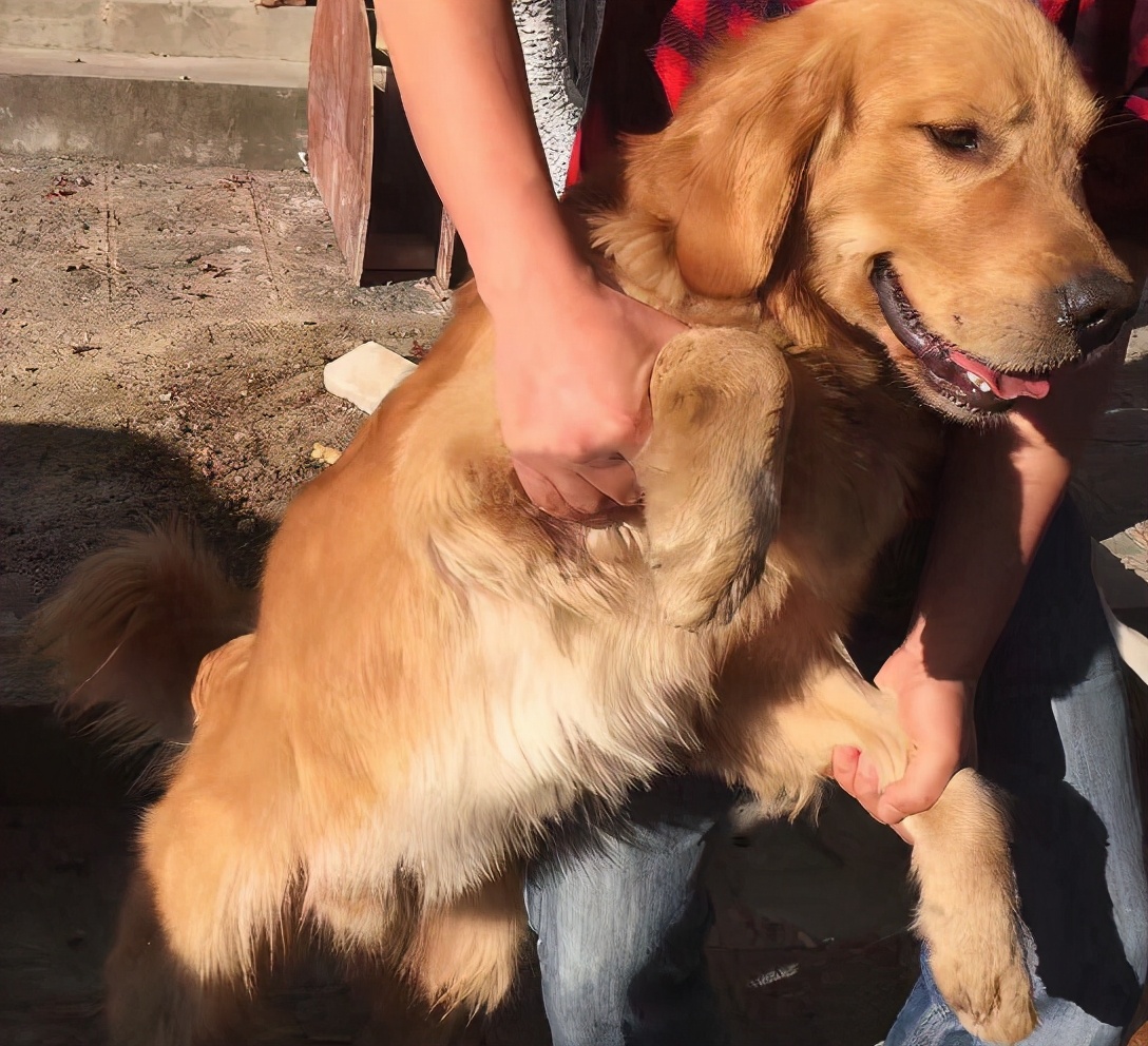 金毛吃醋护主,金毛跟兔子吃醋表现怎么样