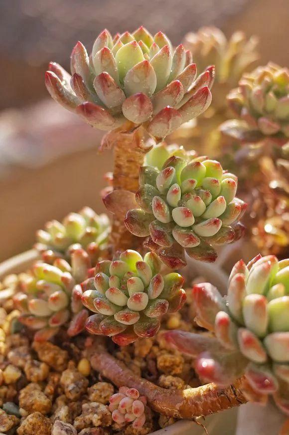 他养多肉10多年,总结出9个易出“高价老桩”的品种,适合新手