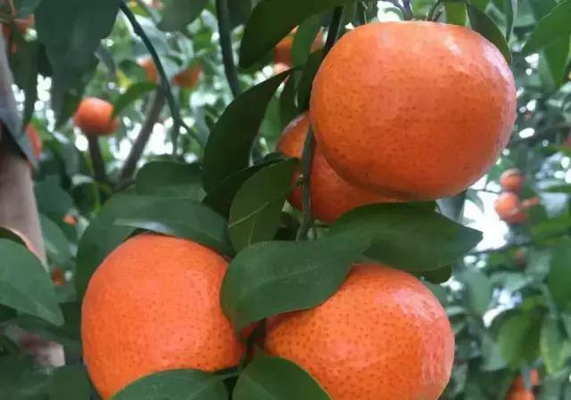 柑橘各生长期需求元素,柑橘富含的微量元素分别有什么用