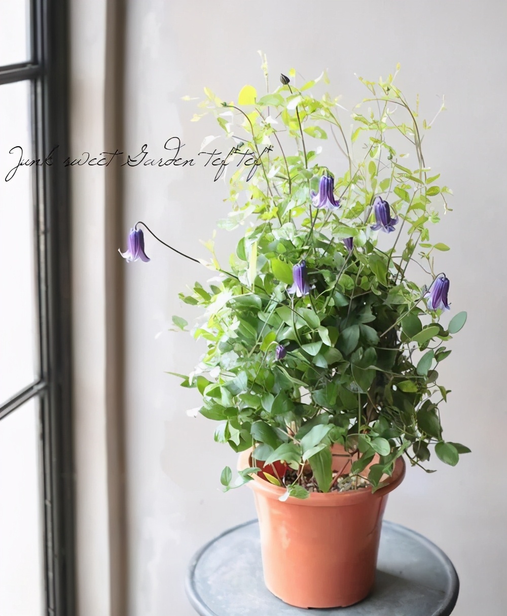 铁线莲春季萌芽后肥水管理,铁线莲大苗春季换盆的正确方法