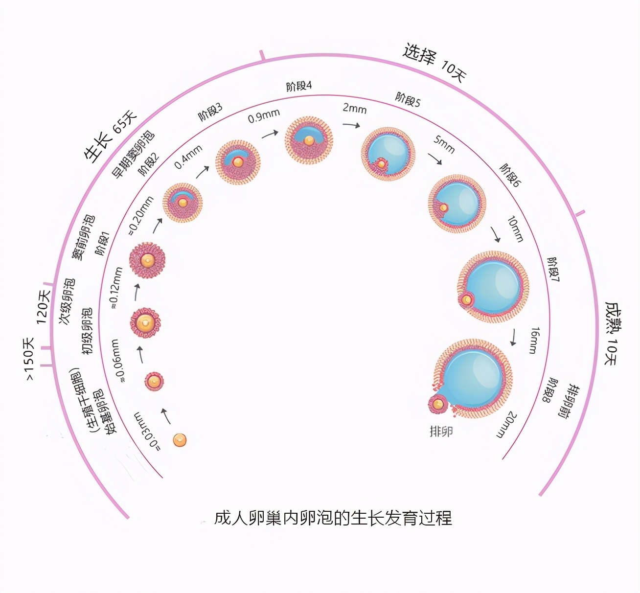月经病至少调3个月，有科学依据吗？