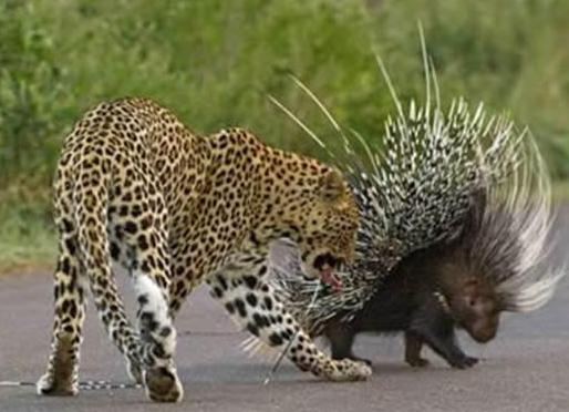 豪猪是不是骗局,豪猪怪和犀牛怪