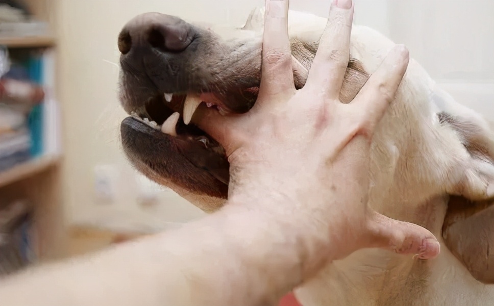 被马蜂叮咬后怎样处理,小磕小碰刮擦自己处理