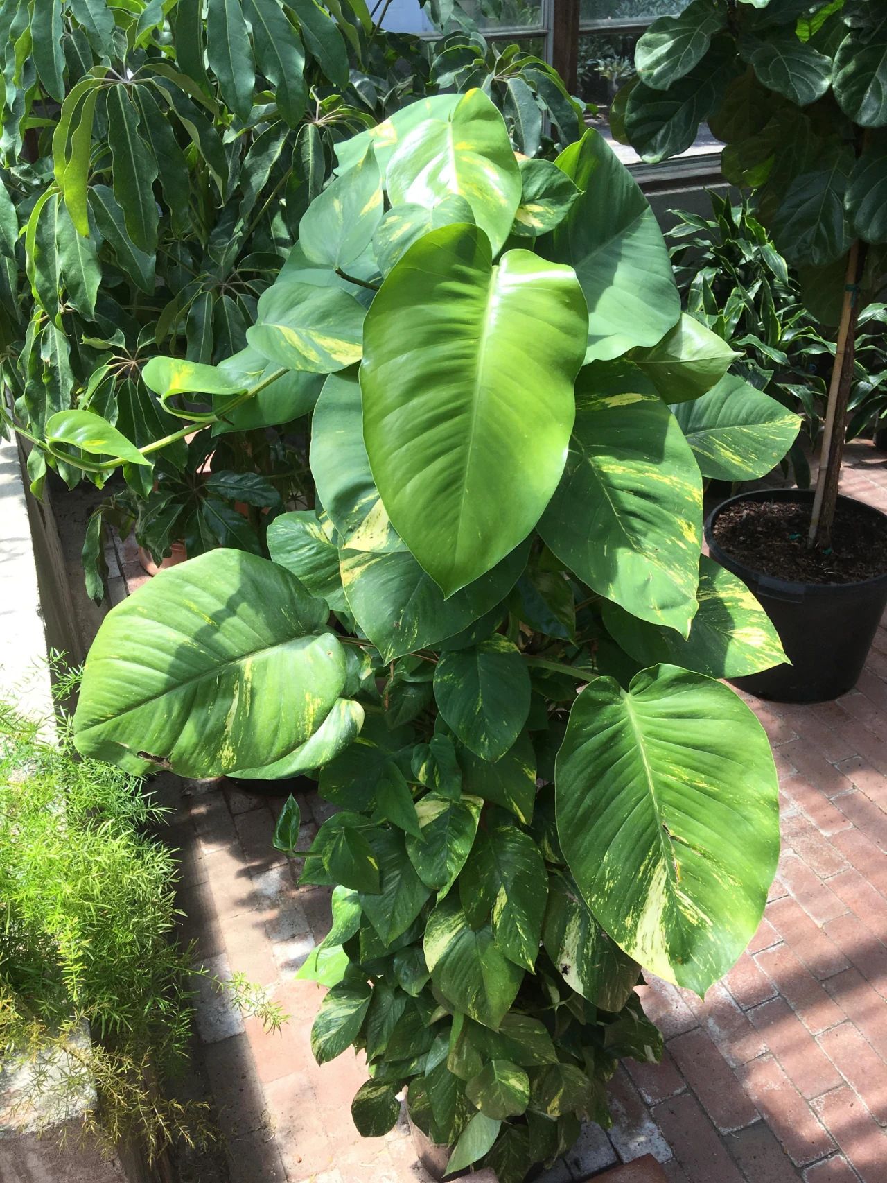 小叶绿萝怎样栽培变成大叶绿萝,新买大叶绿萝怎么养长得快