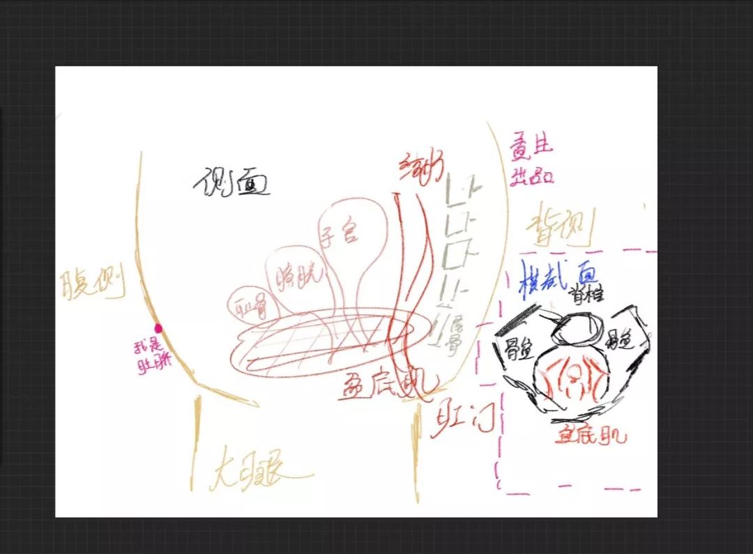 盆底健康知识讲座大全,盆底健康科普知识
