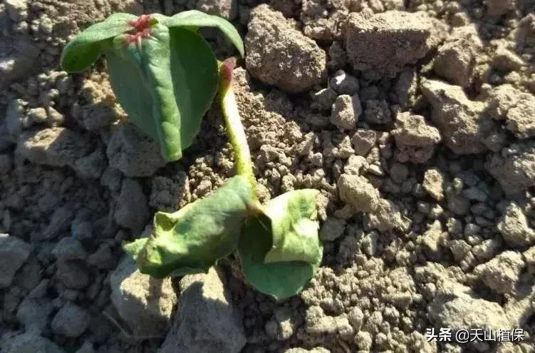 刚长出的苗蔫了怎么办,刚出苗就死苗怎么回事