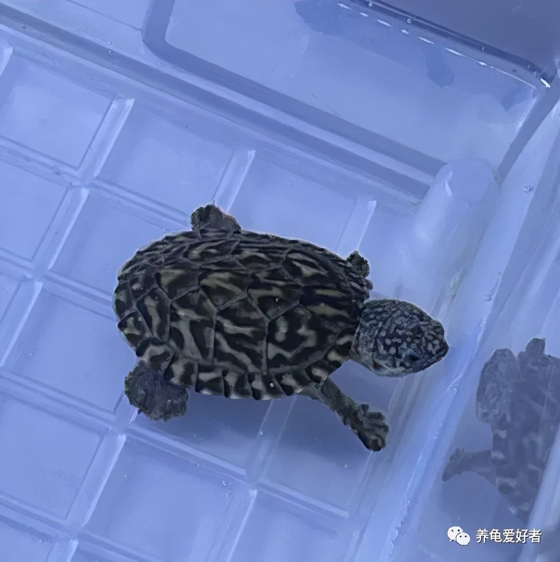 刚到家的龟浮水不肯下水怎么回事,又到了不吃饭也要吃螃蟹的季节