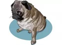 宠物医院不提供用药清单怎么办,宠物常见的皮肤病药