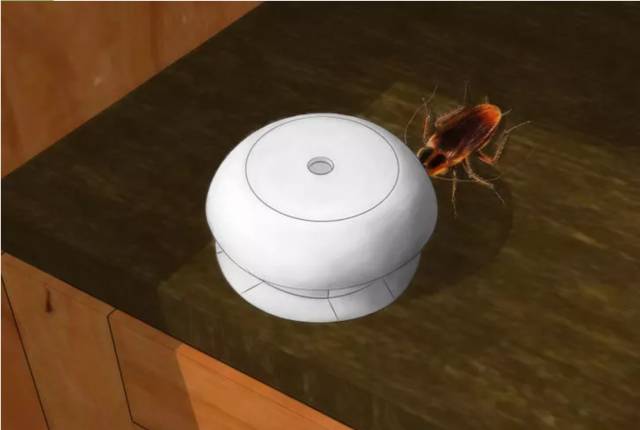 目前最有效的灭蟑螂方法,四种灭蟑螂的方法哪种更适合你