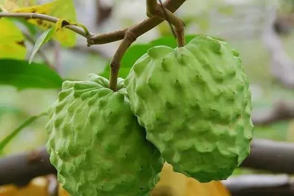 凤梨释迦怎么种植,凤梨释迦种植技术