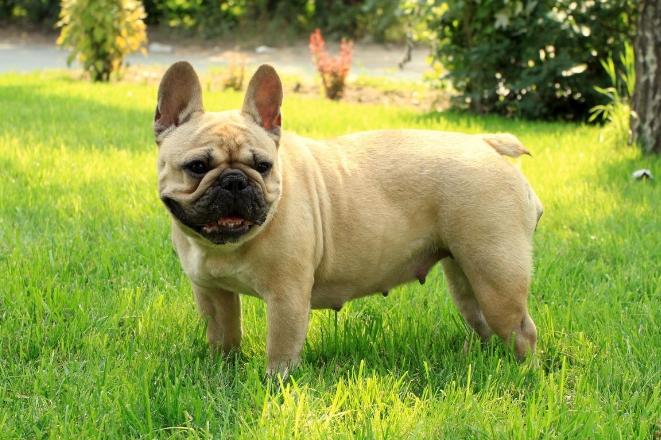 家里有小孩可是想养宠物怎么办,家里有孩子想养一只小狗怎么办